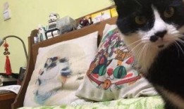 吃瓜娱乐酱抱枕猫,吃瓜娱乐酱带你领略萌宠魅力